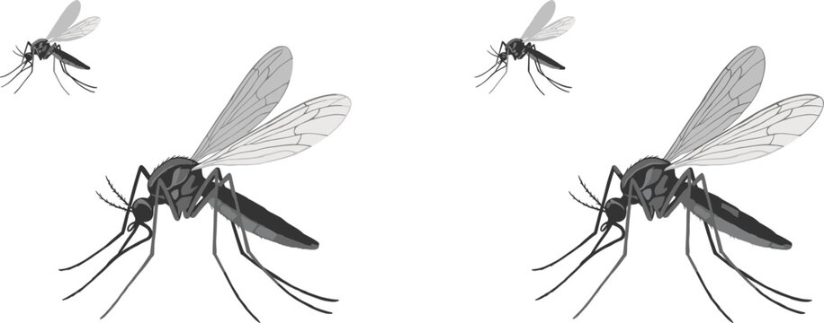 Mosquito vector illustration isolated on white background, dangerous flying insect parasite icon set concept