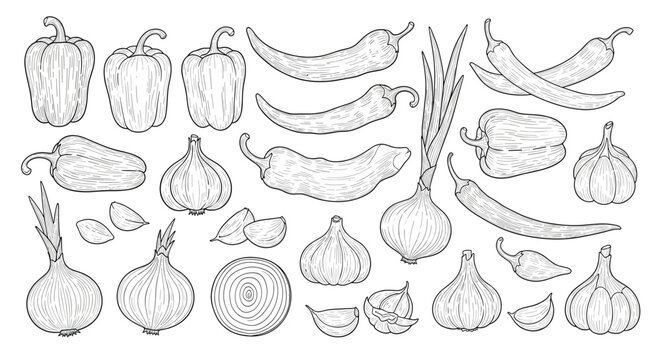 Comprehensive collection of hand drawn sketches featuring bell peppers, chili peppers, garlic, and onions on a white background.