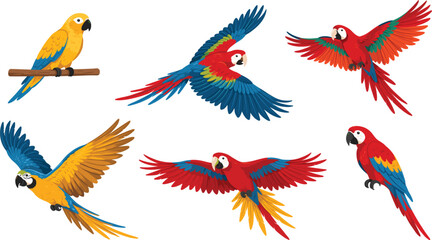 Colorful macaw parrot vector illustration set isolated on white background, tropical wild birds collection © Arishfa