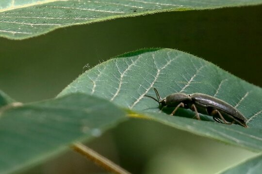 June 11, 2021-Sangju, South Korea-Melanotus restrictus Candeze landed on leaf near wetland in Sangju, South Korea.