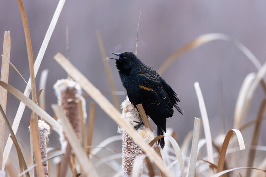 A male Red-winged Blackbird perched on a cattail stalk sings in the soft cold early morning light while a wisp of vapor drifts over his head. 