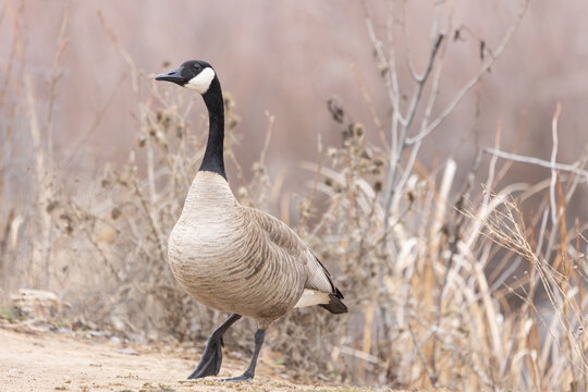 A Canada Goose stands at the edge of a walking trail in front of cattails and other plants in a nature reserve in Boise Idaho USA on a cold winter morning before sunrise. 