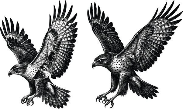 Vintage linocut flying hawk sketch vector illustration isolated on white background, predatory bird icon set concept