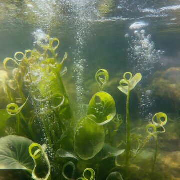 Underwater Close Up of Submerged Elodea Plant Performing Photosynthesis with Oxygen Bubbles in Freshwater Aquatic Environment