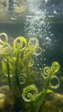 Elodea Plant Underwater Photosynthesis Process with Bubbles Rising