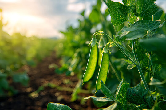 Field bean plants, green beans on a rural farm, pea, Pea in the vegatable garden. Vicia faba, also known in the culinary sense as the pea, fava bean, or faba bean is a species, pea plant, field bean.