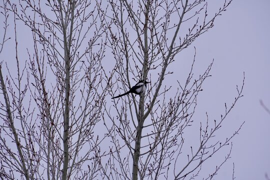 Black and white magpie in a bare tree in winter 