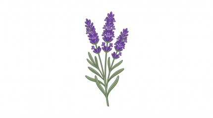 Obraz premium Cartoon lavender sprig with three purple flower spikes and slender green leaves on thin stems, flat vector illustration on white background.