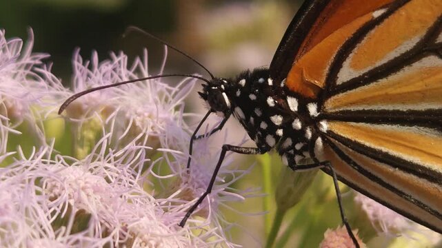 Tiger Butterfly collecting nectar from delicate white wildflowers. Butterfly's long proboscis, intricate wing patterns, and natural pollination behavior. Perfect for wildlife documentaries, entomology