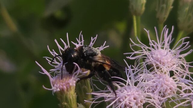 Indian Gian Bee Collecting Nectar from Wildflowers, Macro Close Up of Solitary Pollinator, Tropical Wildlife, Natural Habitat