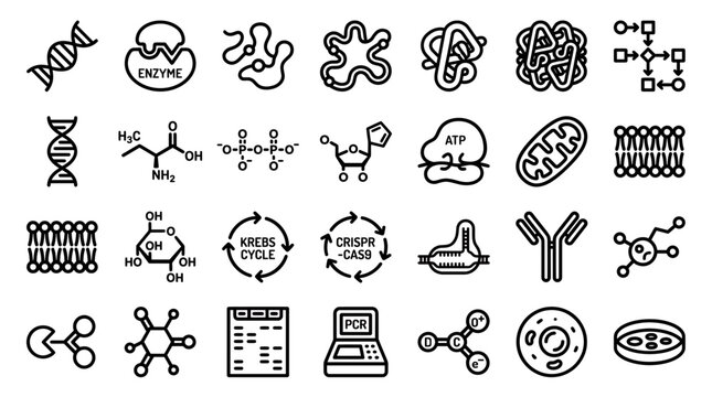 Collection of biochemistry and molecular biology line icons including DNA helix enzyme structures and laboratory equipment, illustrating scientific research processes, provides educational resources