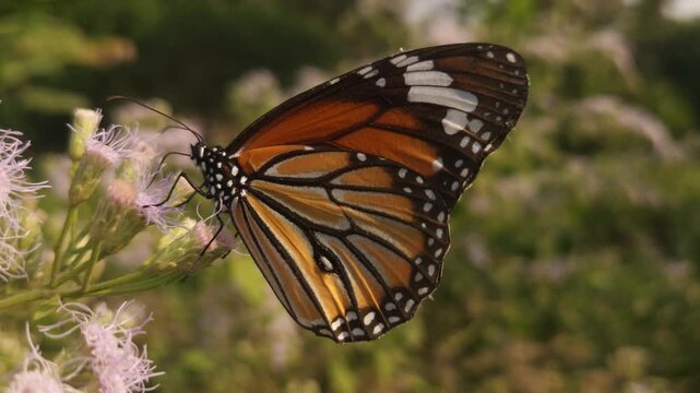 Tiger Butterfly collecting nectar from delicate white wildflowers. Butterfly's long proboscis, intricate wing patterns, and natural pollination behavior. Perfect for wildlife documentaries, entomology