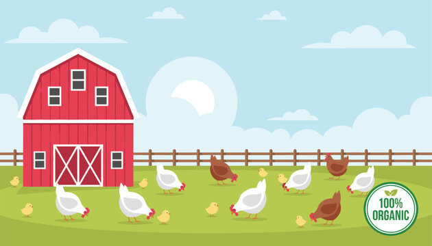 Organic poultry farm with white and brown chickens roaming freely on a green grass field in front of a red barn.