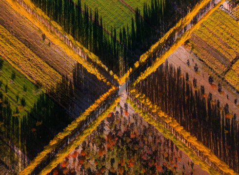Aerial view of an intersection of tree-lined paths forming an X shape with vibrant yellow autumn foliage and green agricultural fields in Skardu, Gilgit Baltistan, Pakistan.