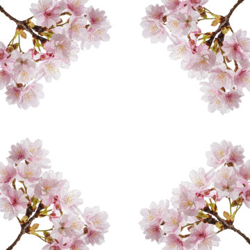Vibrant blooming pink cherry blossom sprigs with layered petals and green stems arranged as a symmetrical floral frame against a transparent background spring elegance