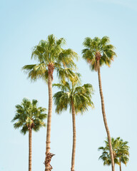 Fototapeta premium Palm trees in Palm Springs, California