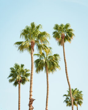 Palm trees in Palm Springs, California