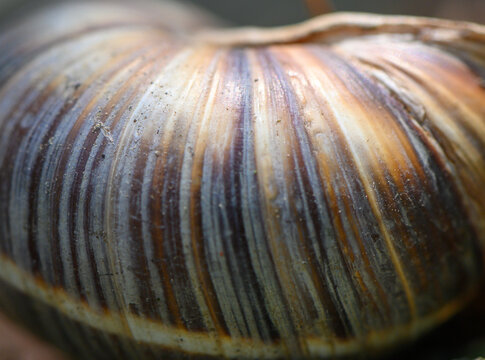 Macro Close-Up of a Land Snail Shell Helix lucorum or Helix pomatia Type