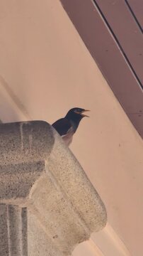 Common myna bird singing, hopping, and flying near building structure