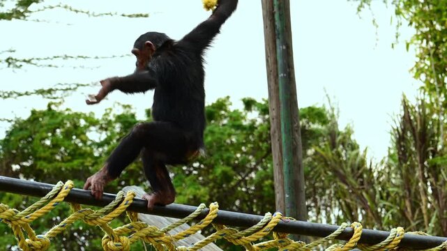 Chimpanzee swinging from the ropes