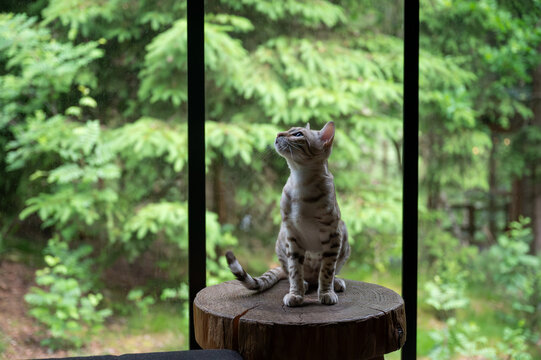 Spotted Bengal cat sitting upright on a tree-stump stool by the large cabin window gazing up at the green forest. A serene pet lifestyle moment of an elegant cat in a cozy nature retreat.