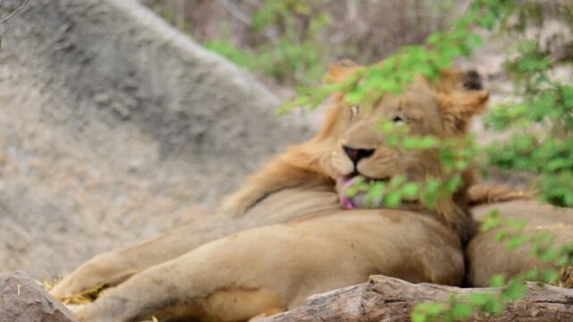 Lion lying down, licking its back.