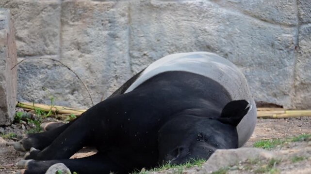 Malayan tapir sleeping in the shade