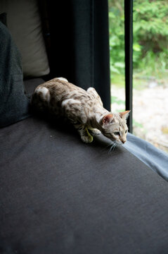 Spotted Bengal cat crouching in a playful hunting pose on a sofa by the cabin window focused on the floor below. A dynamic pet lifestyle moment capturing the cat's natural hunting instinct in a cozy