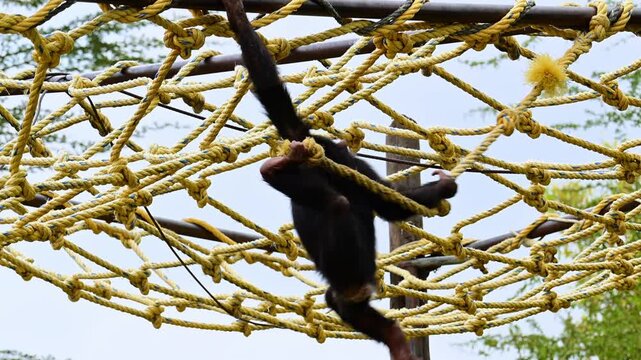 Young chimpanzee hanging from the ropes.