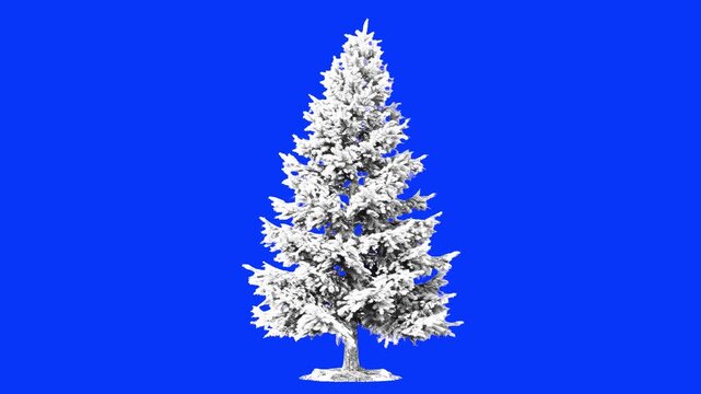 A standalone coniferous fir tree heavily coated in thick white snow and winter frost, isolated against a solid blue screen. This seasonal visual element is designed for easy compositing in holiday ani