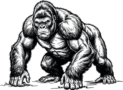 Powerful gorilla vector line art illustration of an angry silverback ape character standing isolated on white background for logo mascot design