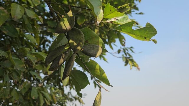Pongamia pinnata Seed Pods Hanging on Tree Branch, Karanja Oil Tree Fruits, Agroforestry, Medicinal Plant, Sustainable Biofuel Tree, Nature, 4K Stock Footage