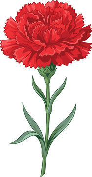 Beautiful blooming red carnation flower vector illustration with green stem and leaves isolated on white background for greeting card design