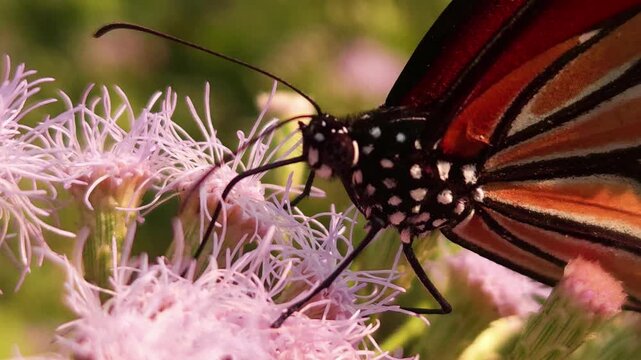 Tiger Butterfly collecting nectar from delicate white wildflowers. Butterfly's long proboscis, intricate wing patterns, and natural pollination behavior. Perfect for wildlife documentaries, entomology