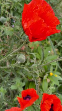 Flip over shot of oriental poppies in full bloom