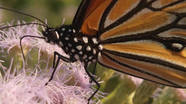 Tiger Butterfly collecting nectar from delicate white wildflowers. Butterfly's long proboscis, intricate wing patterns, and natural pollination behavior. Perfect for wildlife documentaries, entomology