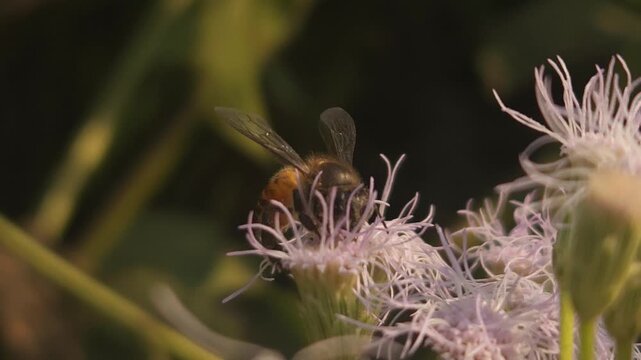 bee on a flower