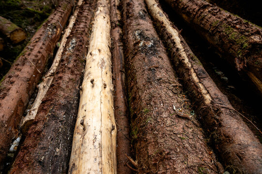 Close-up of freshly felled pine logs lying on the forest floor showing rough bark pale wood and patches of moss. A detailed forestry scene illustrating timber natural wood texture and sustainable