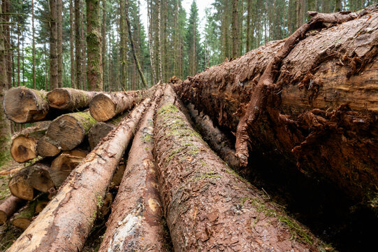 Low-angle view of a moss-covered felled log leading into a green conifer forest with a stack of cut timber nearby. A forestry scene illustrating logging timber harvesting and sustainable woodland