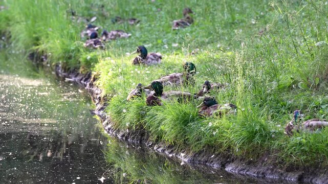 Group of Mallard ducks resting on the shore of pond, sitting on the grass, preening their feathers. 