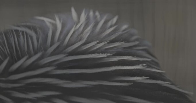 The vulturine guinea fowl - Acryllium vulturinum - is the largest extant species of guinea fowl. Close up of colorful feathers