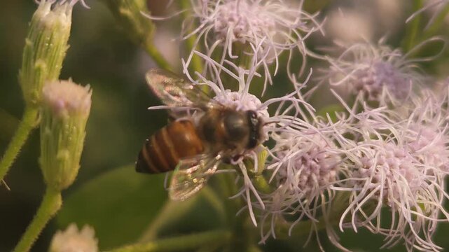 bee on a flower