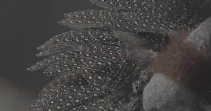 The vulturine guinea fowl - Acryllium vulturinum - is the largest extant species of guinea fowl. Close up of colorful feathers