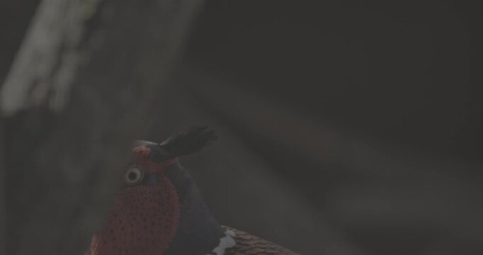 Male common pheasant - Phasianus colchicus, ring-necked pheasant, or blue-headed pheasant, is a bird in the pheasant family Phasianidae