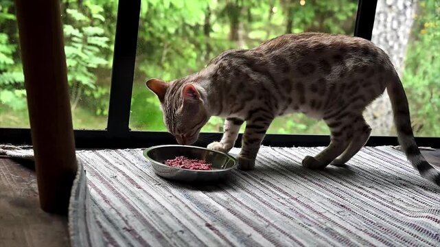Spotted Bengal cat eating fresh food from a metal bowl on a striped rug by the large window of a forest cabin lush greenery outside. A candid pet lifestyle scene of a healthy cat at mealtime in a