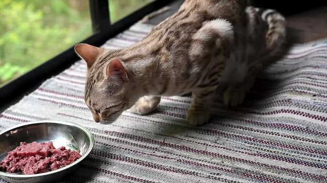 Spotted Bengal cat crouching beside a bowl of fresh raw meat on a striped rug by the cabin window green forest outside. A candid pet lifestyle scene of a healthy cat at mealtime in a cozy nature