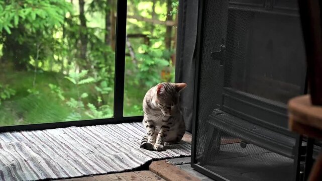 Spotted Bengal cat sitting on a striped rug by the open glass door of a forest cabin looking around with the lush green forest visible outside. A calm static scene of an elegant pet enjoying a cozy