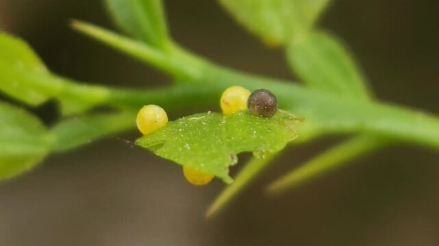 Extreme Macro of Insect Eggs and Newly Hatched Larva on Green Leaf, Insect Life Cycle, Egg Hatching, Nature, Entomology, Biodiversity, Wildlife