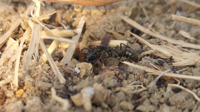 Black Ant Carrying Prey Across Dry Ground, Macro Close Up of Predator Insect Hunting Behavior, Social Insect in Natural Habitat, Wildlife