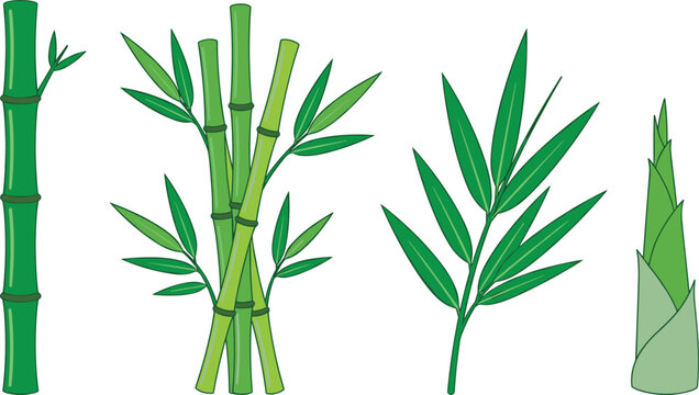 Fresh green bamboo plant vector illustration set featuring stalk cluster leafy branches botanical foliage elements and organic edible shoot isolated on white background